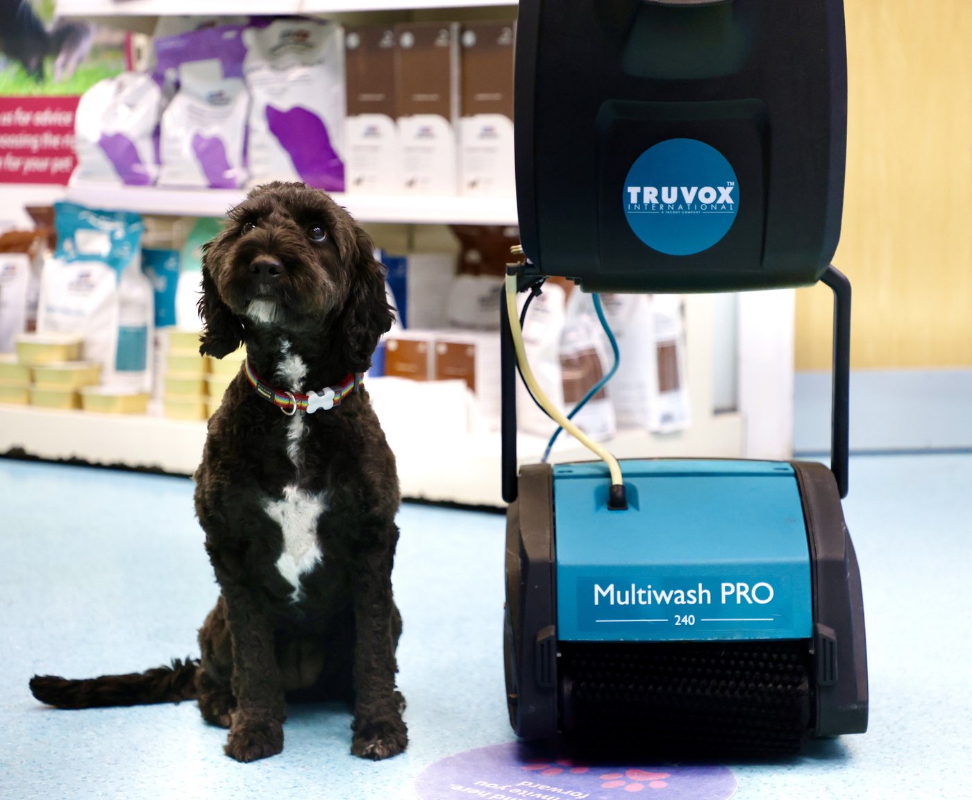 Truvox Multiwash PRO 240 cleaning the blue clinical flooring of a veterinary treatment room with operator